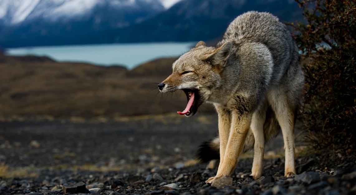 Yawn photo by Mattias Klum